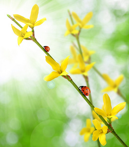 金链花与瓢虫