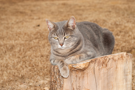 在一个树桩上休息的蓝虎斑猫