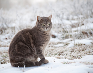 蓝虎斑猫在雪雾冬天的早晨图片