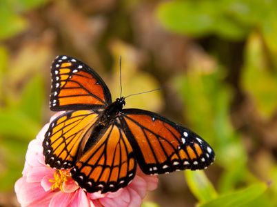 如梦如幻总督中的蝴蝶意象花园图片