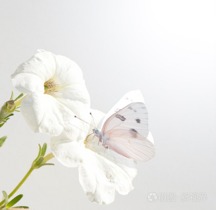 白色矮牵牛花带花纹的白蝴蝶