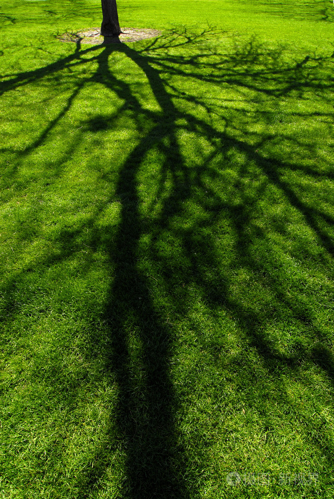 树影子