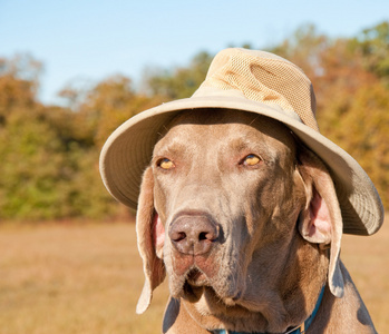 搞笑形象的犬只狗戴着夏天帽子图片