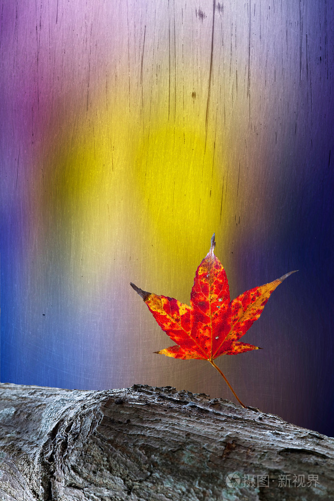 枫叶和蝴蝶用美丽的背景颜色