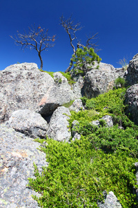 布莱克山国家森林