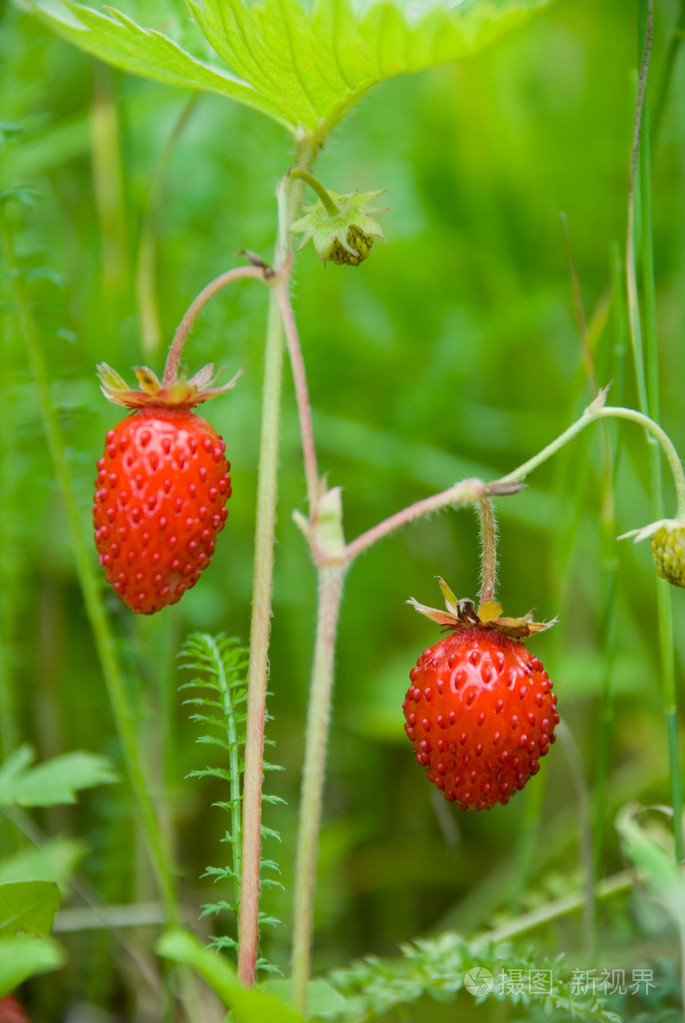 在树枝上的草莓果实成熟