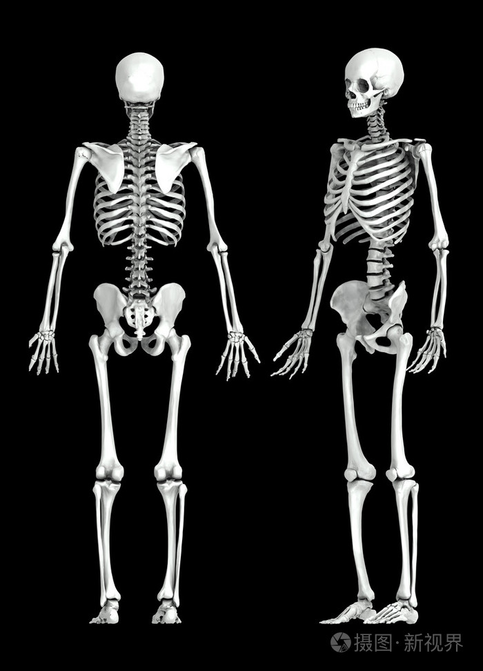 3d人体骨架医学图解