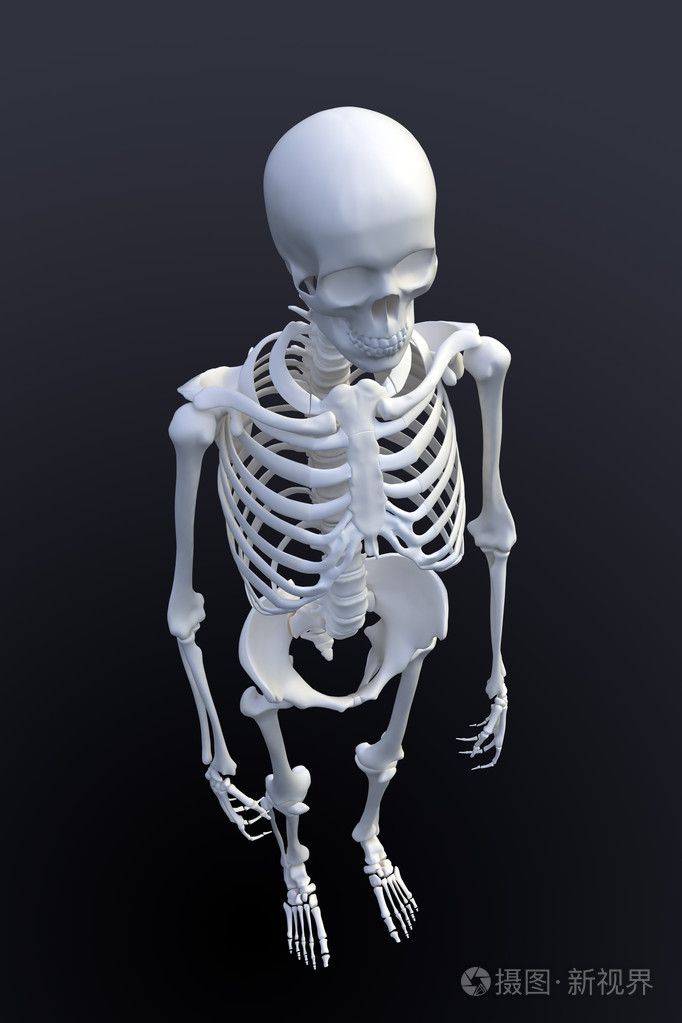 3d渲染的人体骨骼查看从上面