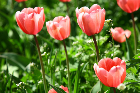 绿草背景上的粉红色的春天的花朵