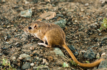 格好长爪沙鼠从乾草窝黑色长爪沙鼠乱抛垃圾长爪沙鼠,沙漠鼠长爪沙鼠