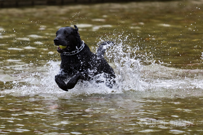 狗从水中检索一个球