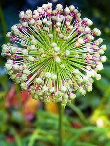 野生生活 花卉 美丽 植物 花不