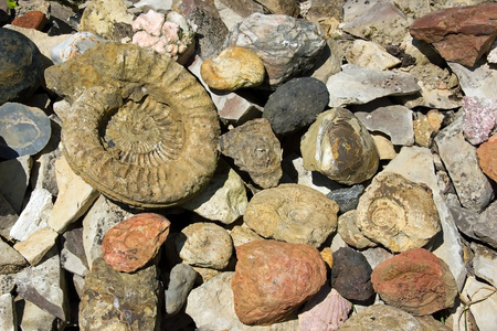 不同类别的化石和石头