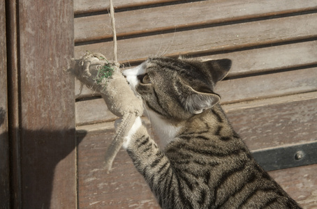 小猫玩