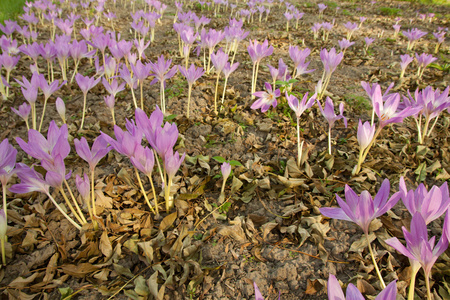 Colhicum 药百合