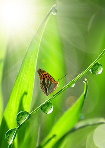 露水和蝴蝶