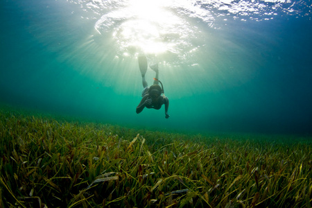 海草 snorkeler