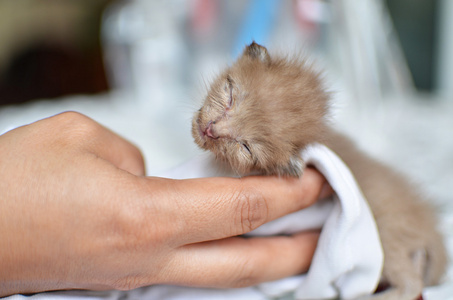 可爱睡觉的小猫猫咪图片