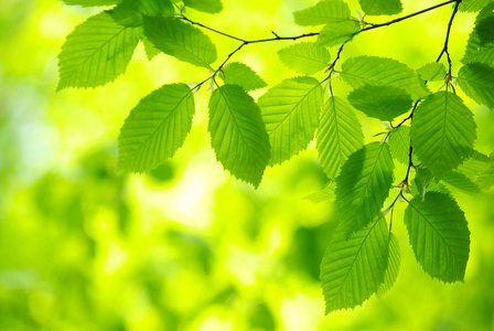 绿色的树叶照片