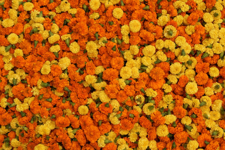 橙色和黄色的花朵