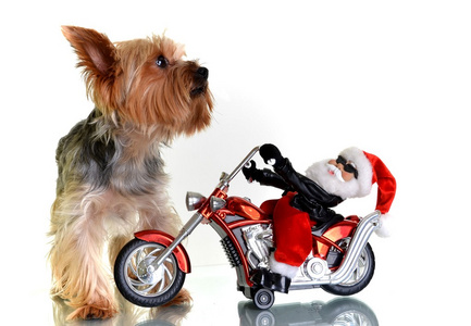 圣诞老人在摩托车上的小约克夏狗