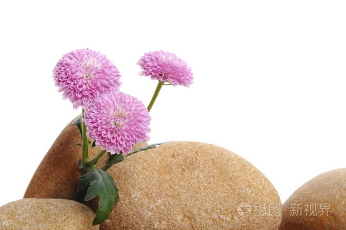 石头上的花一套