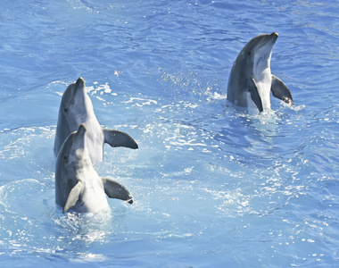 蓝色的水中的中华白海豚三重奏 spyhop