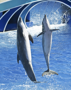 在水族馆的节目一中华白海豚对图片