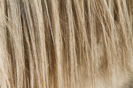 马线子马鬃毛照片