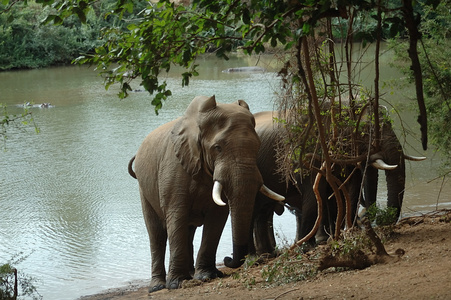 在 levubu 河的大象