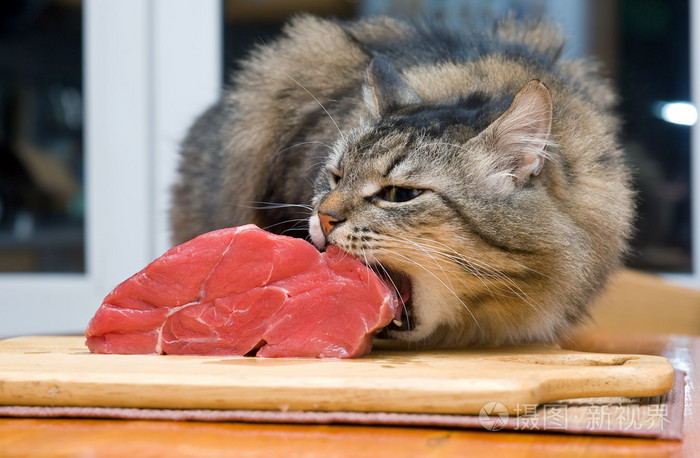 猫吃一块肉
