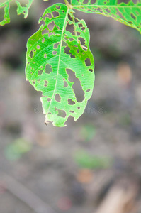 有洞的绿叶是由昆虫引起的
