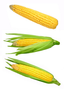 玉米隔离