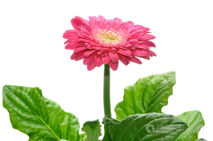 非洲菊隔离