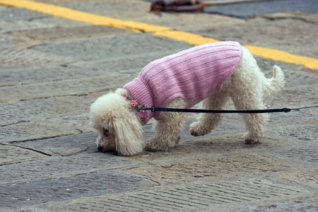 贵宾犬狗图片