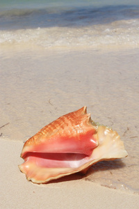异国风情贝壳在海滩上
