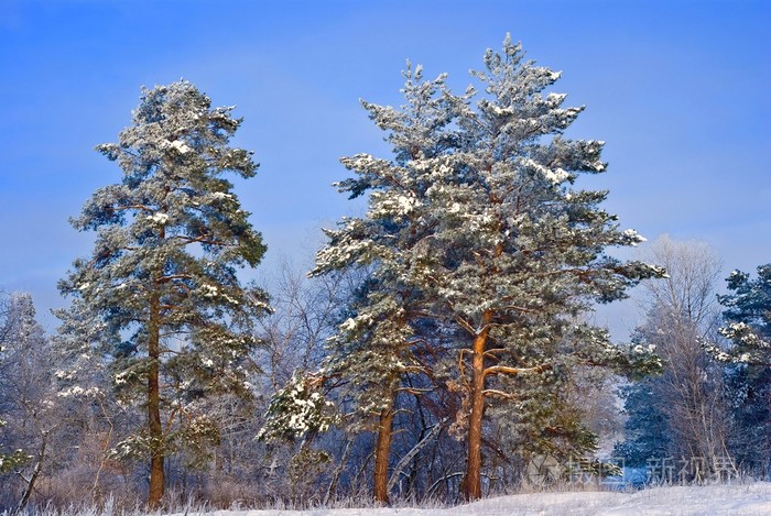 美丽的冬天松树树森林