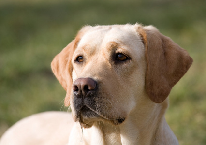 拉布拉多犬