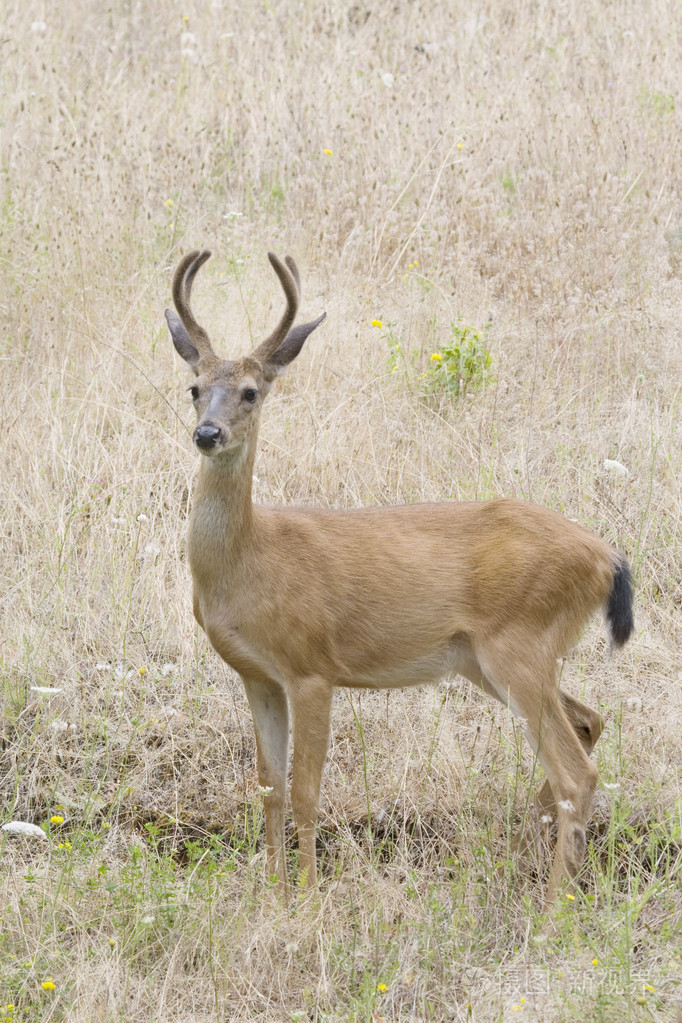 雄性黑尾鹿在俄勒冈州的森林中