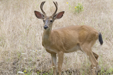 雄性黑尾鹿在俄勒冈州的森林中