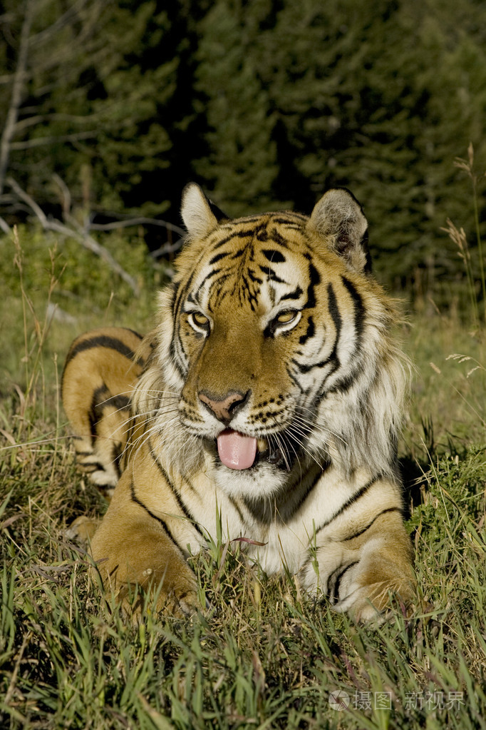 在树林的边缘铺设的西伯利亚虎