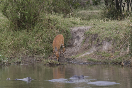 lechwe 方法河马池