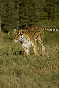 运行在树林的边缘的西伯利亚虎