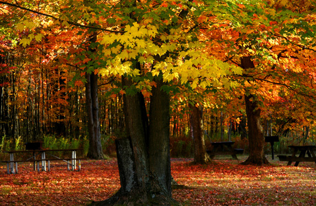 密歇根州秋天风景