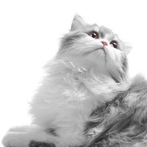 猫猫爪子碰钢琴键猫-限额抽象猫银灰色的白色复制空间猫-啾啾窗台上