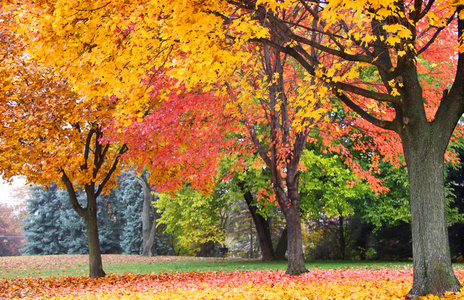 亮色的秋天的树木