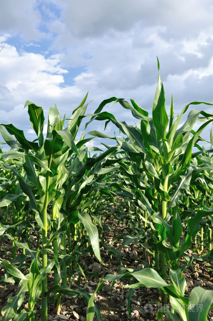 绿色玉米地