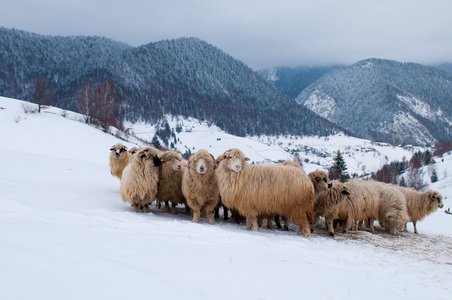 羊群在山区，在冬季