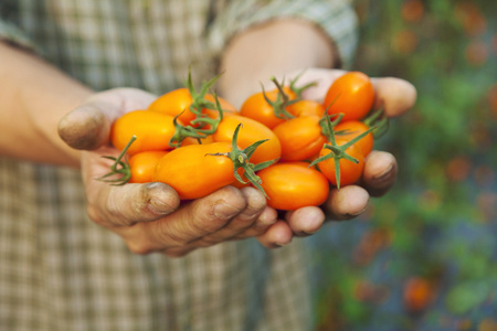 手中持有新品种番茄的农夫图片