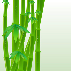 矢量竹子背景与水珠